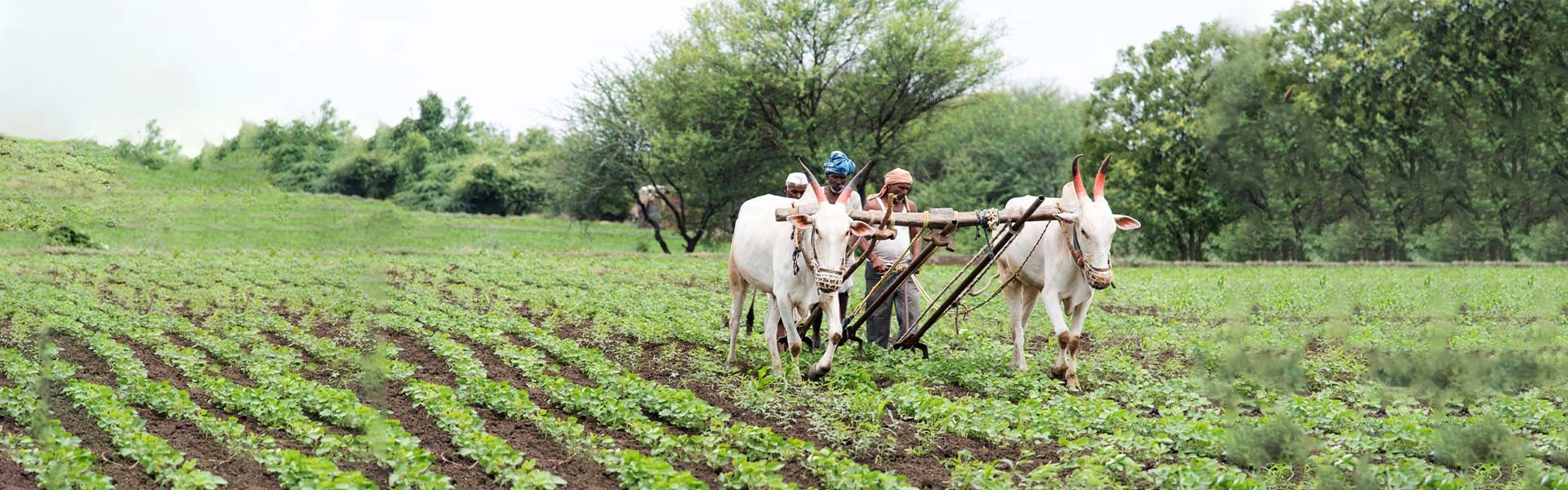 Why Debt Waivers are Likely to Hurt Indian Farmers in the Long Run