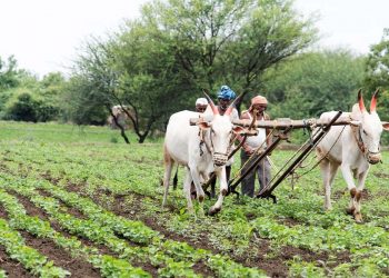 Why Debt Waivers are Likely to Hurt Indian Farmers in the Long Run