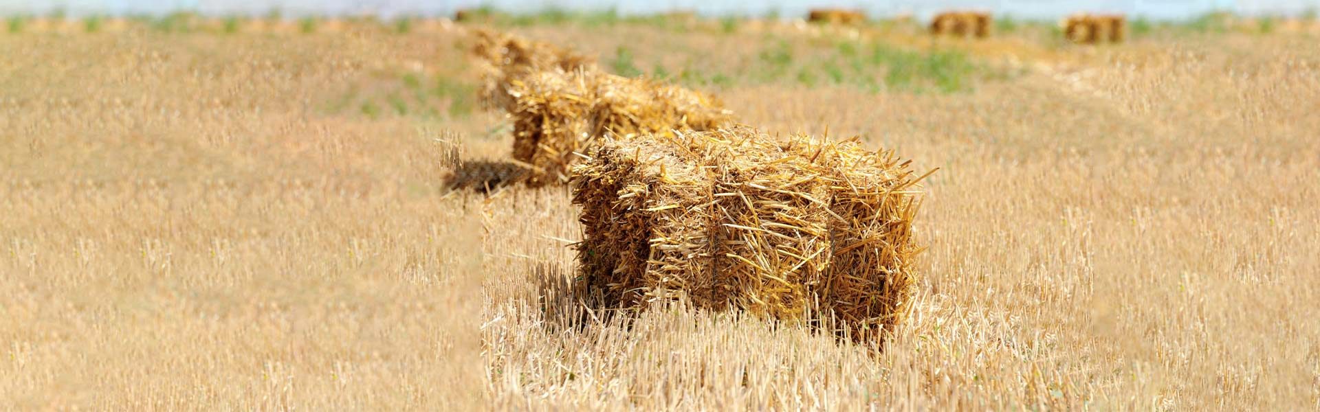 From Grain to Gain: Lessons for Indian Farm Policy