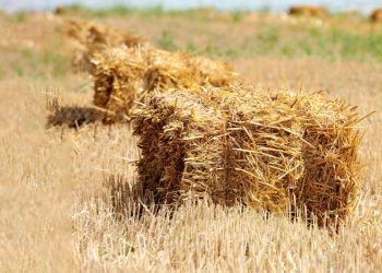 From Grain to Gain: Lessons for Indian Farm Policy