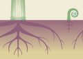 Family Businesses: Spreading Roots and Wings