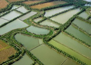 Less Rice, Please! The Food Solution for Climate Resilience